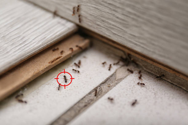 Best Affordable Pest Control Services  in Harrisonville, MO
