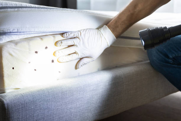 Trusted Harrisonville, MO Pest Control Experts