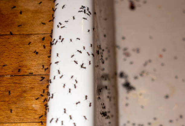 Best Spider Control Near Me  in Harrisonville, MO